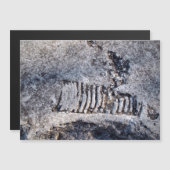 Fossil Nautiloid Cephalopod Ancient Zee Mollusk (Voorkant / Achterkant)