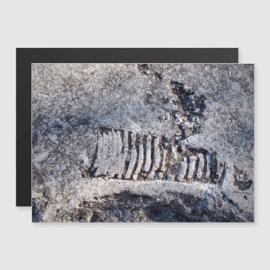 Fossil Nautiloid Cephalopod Ancient Zee Mollusk (Voorkant / Achterkant)