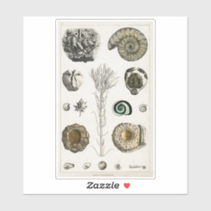 FOSSILCHART TRANSPARANTE STICKER