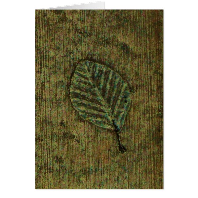 Fossile de feuille iridescent (Devant)