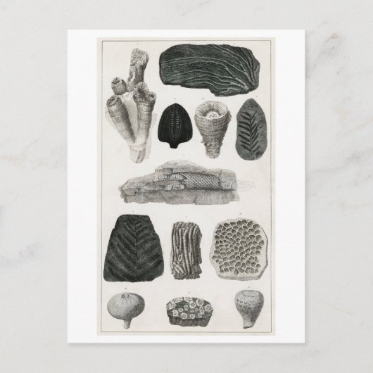 FOSSILEN BRIEFKAART VAN HET DIERENCHART (Voorkant)