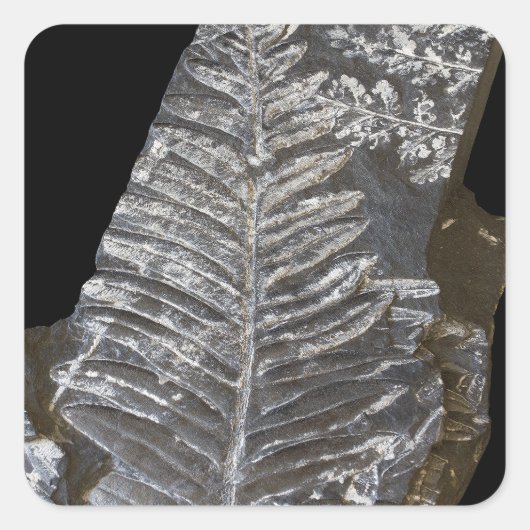 Fossilized Fern Leaves Foto op Black Vierkante Sticker (Voorkant)
