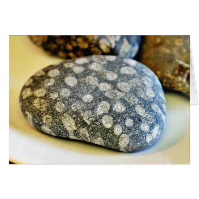 Fossils Rocks Coral (Voorkant Horizontaal)