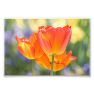 foto - 4x6 formaat - tulpen (oranje) afdruk