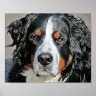 Foto Afbeelding van Berner Sennenhond Poster