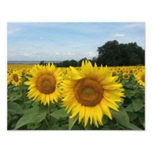 Foto afdrukken met zonnebloem afdruk