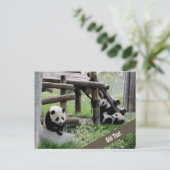 Foto baby Panda Briefkaart (Staand voorkant)