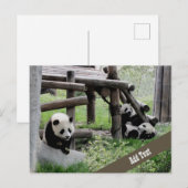 Foto baby Panda Briefkaart (Voorkant / Achterkant)