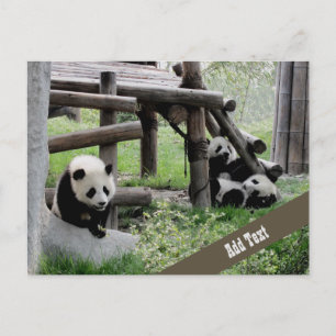 Foto baby Panda Briefkaart