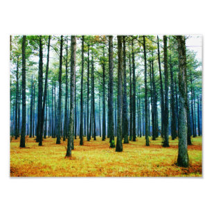 Foto: Beauful Pine Tree Forest Yellow Grass Foto Afdruk