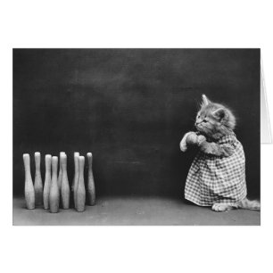  foto - Bowling Kitten.