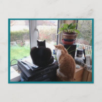 Foto Briefkaart 8 Cats Uitzicht - Natural Beauty