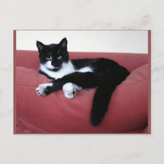 Foto Briefkaart - Queen Cat - Animal Beauty