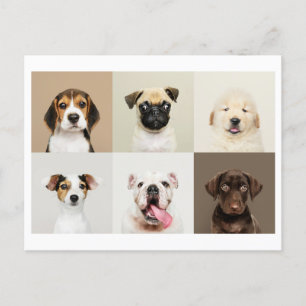 Foto Briefkaart van Schattigee Puppies