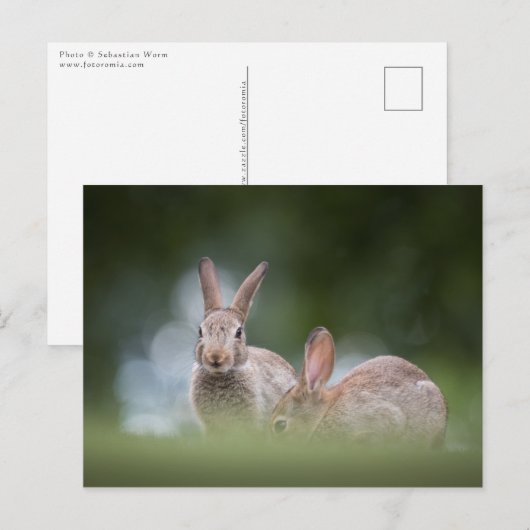 foto Bunnies Wildlife Briefkaart (Voorkant / Achterkant)