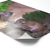 Foto - caracal foto afdruk (Hoek)