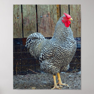 Foto Chicken Black en White Poster