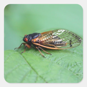 Foto Cicada Vierkante Sticker