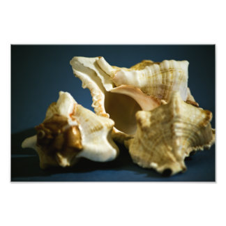 Foto Conch 3335 Foto Afdruk