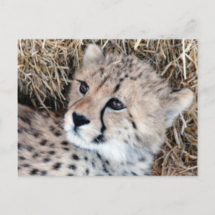 Foto Cute Cheetah Cub Briefkaart