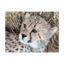 Foto Cute Cheetah Cub