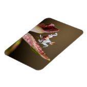 Foto einer jungen Orchideenmantis  Magneet (Linkerzijde)