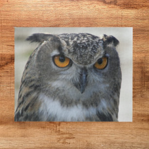 Foto Eurasian Eagle Owl Legpuzzel