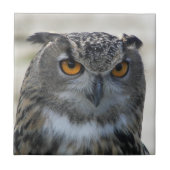 Foto Eurasian Eagle Owl Tegeltje (Voorkant)