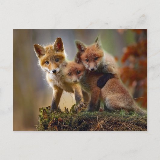 Foto Fox Kits Briefkaart (Voorkant)