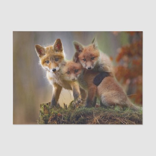 Foto Fox Kits Tissuepapier (Voorkant)