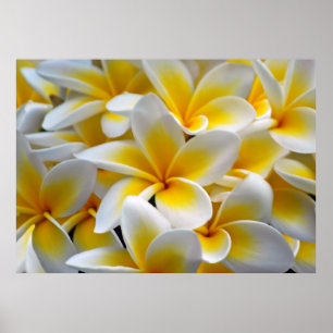 Foto Frangipani Plumeria Flower Poster