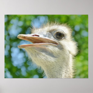 Foto Funny Ostrich Poster