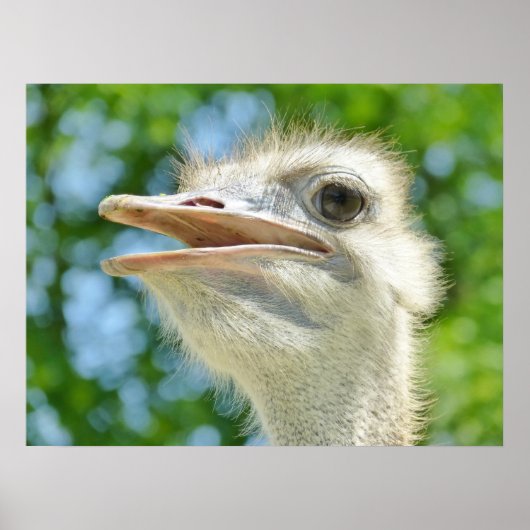 Foto Funny Ostrich Poster (Voorkant)