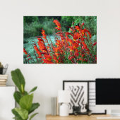 Foto Gladioli Flowers Poster (Thuiskantoor)