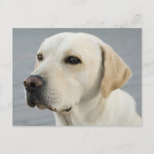 Foto Golden Labrador Retriever Briefkaart