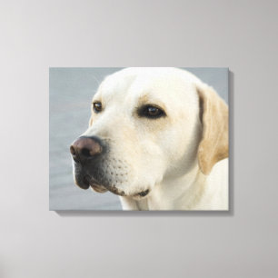 Foto Golden Labrador Retriever Canvas Afdruk