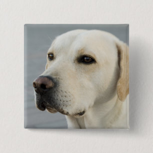 Foto Golden Labrador Retriever Vierkante Button 5,1 Cm