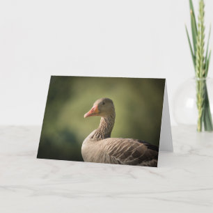 Foto Goose Natuur Kaart
