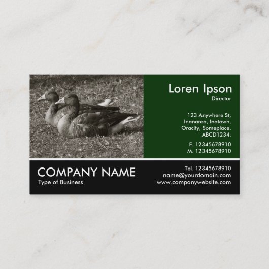Foto: Greylag Geese (Sepia) Visitekaartje (Voorkant)