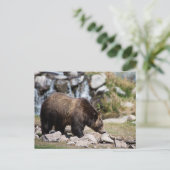 Foto Grizzly Beer Briefkaart (Staand voorkant)
