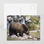 Foto Grizzly Beer Briefkaart (Voorkant / Achterkant)