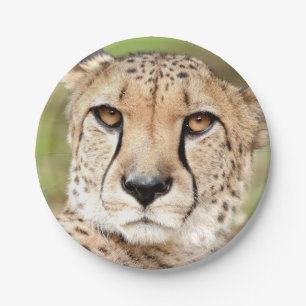 Foto guepard, cat. papier bord