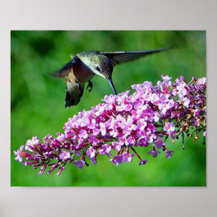 Foto  Hummingbird Flowers Poster