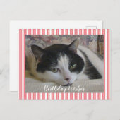 Foto Kat  Briefkaart (Voorkant / Achterkant)