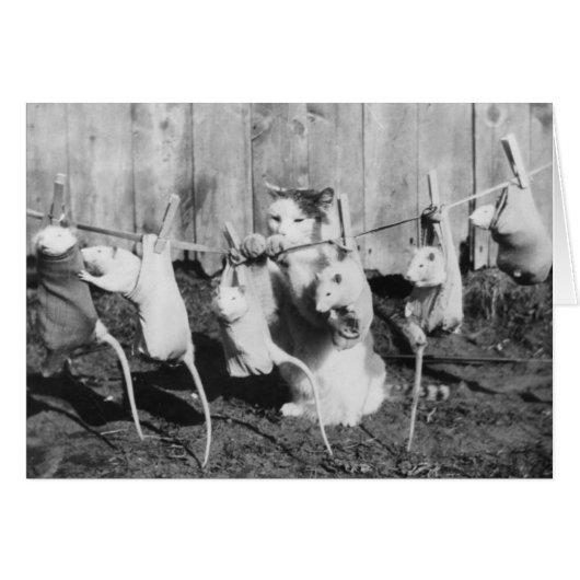  foto - Kat die de ratten naar de droger tilt (Voorkant Horizontaal)