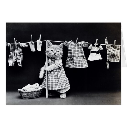  foto - Kat Hanging Laundry; (Voorkant Horizontaal)