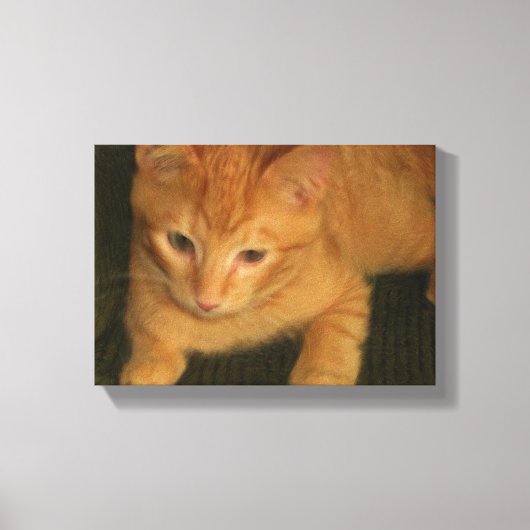 Foto kat op Canvas Afdruk (Voorkant)