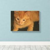 Foto kat op Canvas Afdruk (Insitu (Houten vloer))