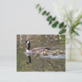 Foto Moeder Goose en Baby Geese Briefkaart (Staand voorkant)