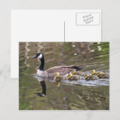 Foto Moeder Goose en Baby Geese Briefkaart (Voorkant / Achterkant)